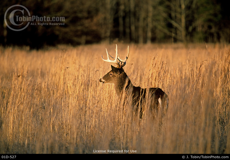 Coyote Photo