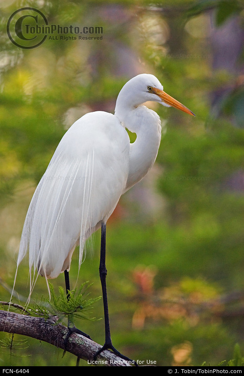Chesapeake Bay Image