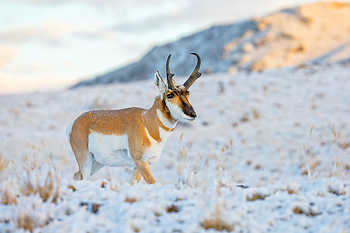 Pronghorn in Snow
